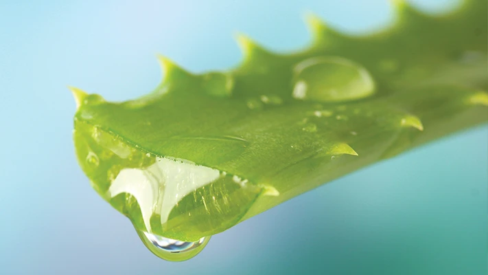 Aloe Vera